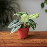 Silver Philodendron