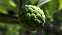 Annona amazonica