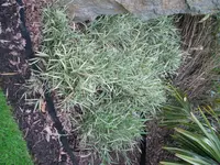 Dwarf White Stripe Bamboo