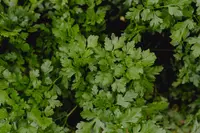 Italian parsley