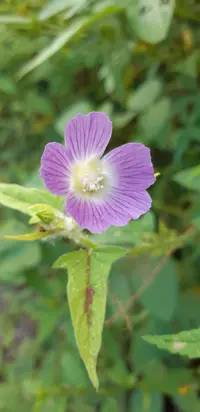 Anoda acerifolia