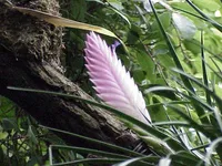 Pink quill