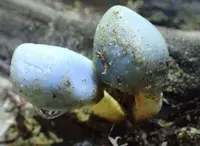 Blue Pouch Fungus