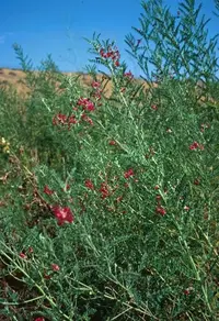 alkali swainsonpea (Sphaerophysa salsula) plant