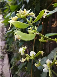 hyacinthbean