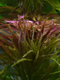 Rice Paddy Herb (Limnophila aromatica) plant