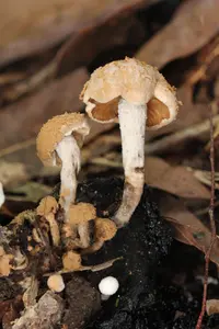 Powder Cap