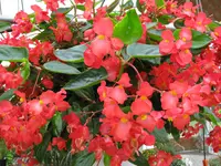 Begonia Dragon Wing® Red flowers