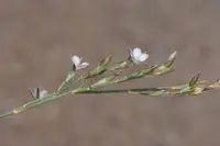 Bufonia perennis plant