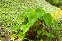 Elephant Ear