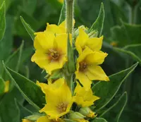 Dotted Loosestrife (Lysimachia punctata) plant
