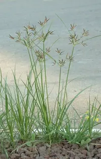 nutgrass