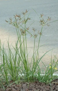 nutgrass (Cyperus rotundus) plant