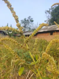 spiny amaranth (Amaranthus spinosus) plant