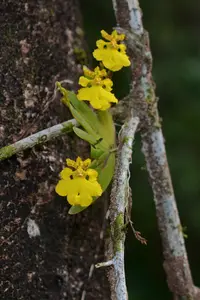 Erycina pusilla
