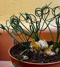 Curly Tamarak (Albuca spiralis) plant