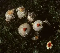 Calostoma ravenelii