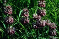 lemon beebalm (Monarda citriodora) plant