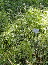 Lesser Hairy-brome