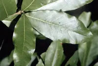 shingle oak (Quercus imbricaria) plant