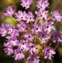 purple sand verbena (Abronia angustifolia) plant