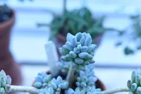 Pachyphytum hookeri