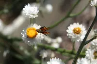 Winged Everlasting Daisy (Ammobium alatum) plant