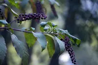 pokeweed Identification Guide