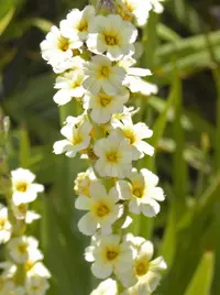 Pale yellow-eyed grass