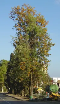 silkoak