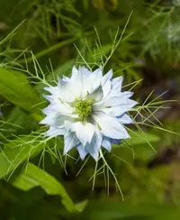 love-in-a-mist (Nigella damascena) plant