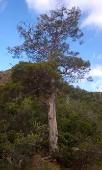 Camboui cypress-pine