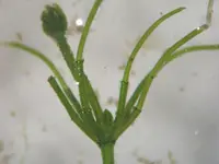common stonewort