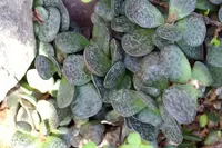 spotted adromischus