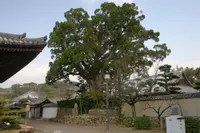 Chinese juniper