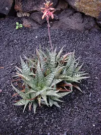zebra leaf aloe
