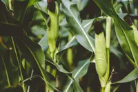 Zea mays plant