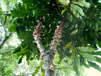 Davidson's plum