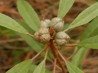 healing croton