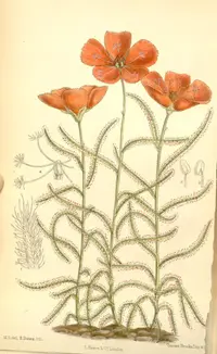 Poppy-flowered Sundew