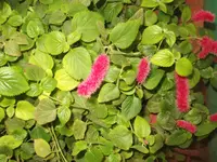 Dwarf Chenille Plant