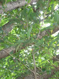 Red-fruit Spicebush