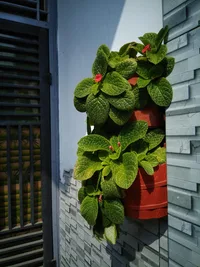 Flame violet (Episcia cupreata) plant