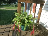 Billbergia nutans in the pot