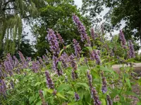Anise Hyssop