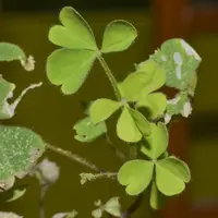 creeping woodsorrel