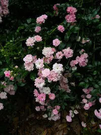 Rose (Rosa 'The Fairy') plant