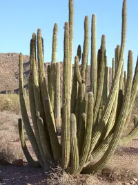 organpipe cactus (Stenocereus thurberi) plant