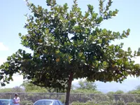Autograph tree