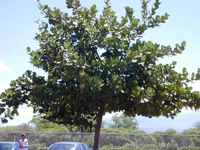Autograph tree